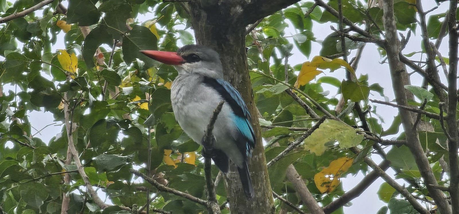 Ecosystem stewardship at Grassroots Economics