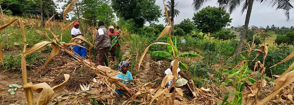 Food Forest Heritage - Vihunga